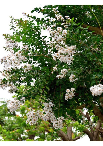 Videolu Beyaz Pembe Renkli Oya Ağacı Fidanı 60 80 Cm 2 Adet Dış Mekan Bitkisi Lagerstroemia Indica