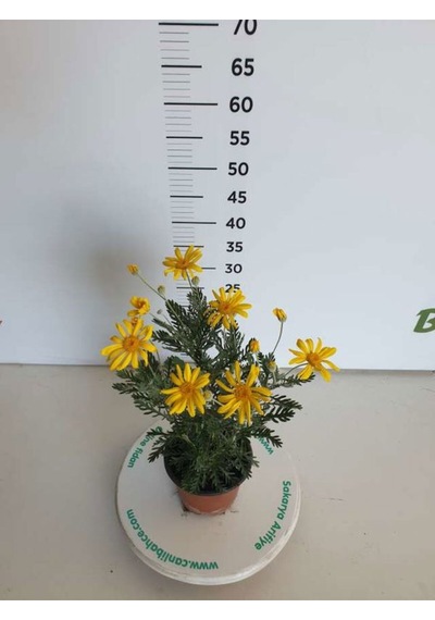 Videolu Sarı Çalı Papatyası Sarı Papatya 20 40 Cm 1 Adet Saksılı Papatya Euryops Pectinatus