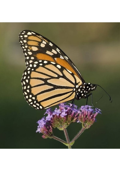 15 Adet Buenos Aıres Verbena Brazilian Purple Tohumu