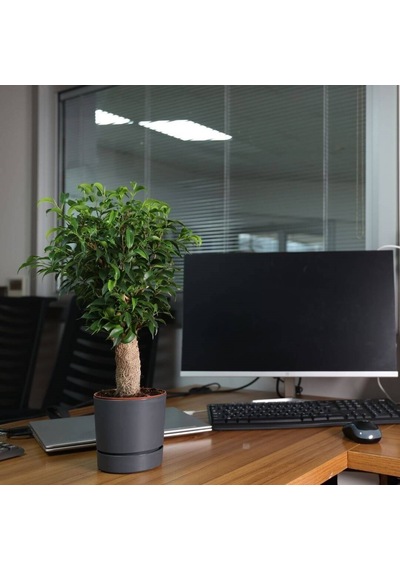 Poliwork Yuvarlak Tabaklı Saksı 0,95 Lt 120 115 Mm 52122192