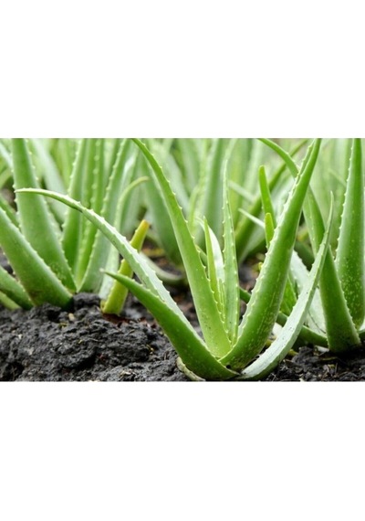 Alovera Çiçeği Fidanı Saksılı 10-20 Cm