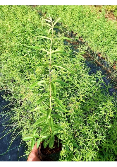 Limon Melisa - Melissa Officinalis 3 Adet