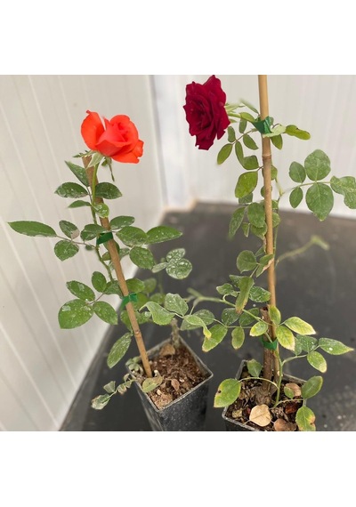 Tüplü Yediveren Kokulu Mixed Gül Fidanı Paketi 2'li