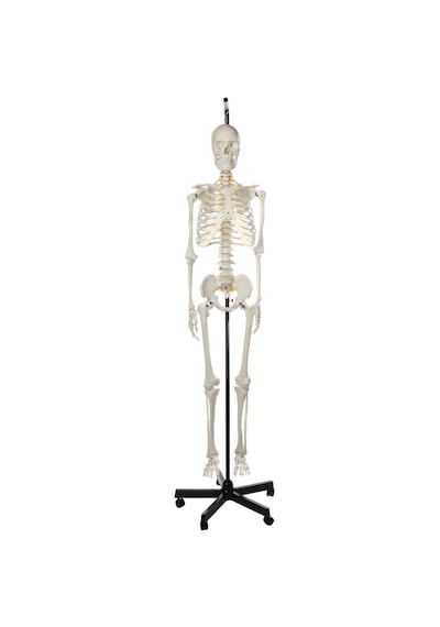 İnsan İskeleti Modeli, Askılı Stand Üzerinde, 180 Cm - İskelet Maketi 01