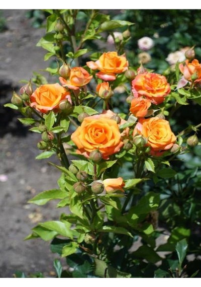 Minyatür Gül Turuncu Renkli 20 40 Cm 1 Adet Aşılı Gül Orange Rose