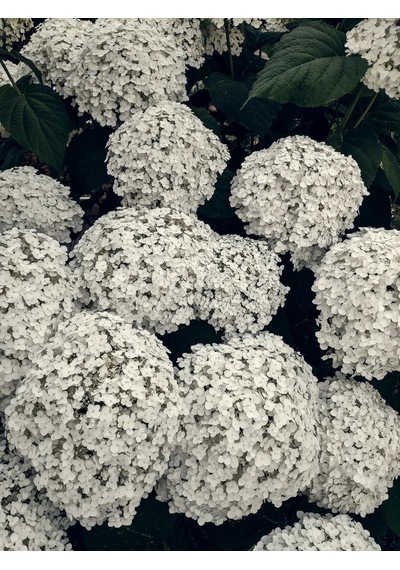 Ayrex 3 Yaş Kartopu Çiçeği Vibirnum