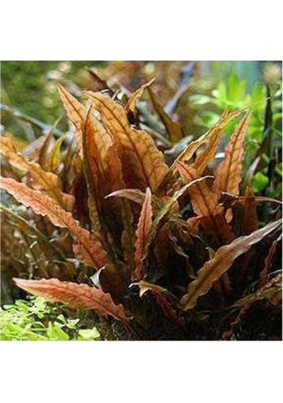 Akvaryum Bitkileri Cryptocoryne Wendtii Brown Saksı Canlı Bitki Diğer