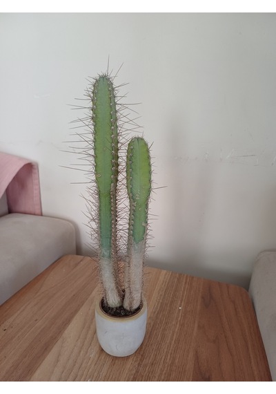Taş Saksıda Kaktüs 6x25 Ölçü