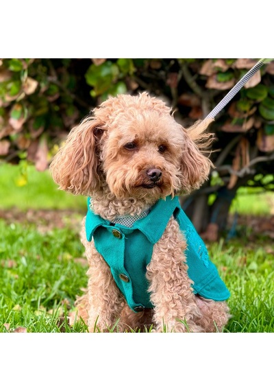Yeni - Çam Yeşili Renk Kot Köpek Yeleği - Küçük Irklar İçin Şık V