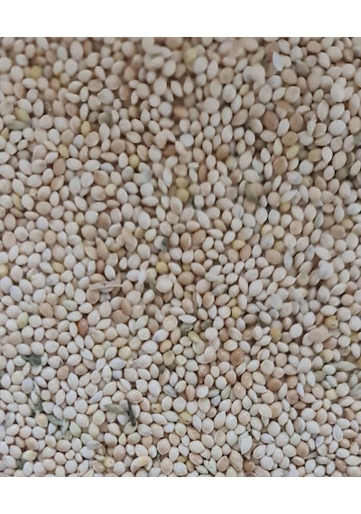 Ak Darı Mahsül Taze 1 Kg