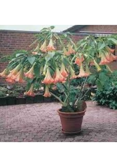 5 Adet Tohum Nadir Bulunan Pembe Angel Trumpet Çiçeği Saksı Topra