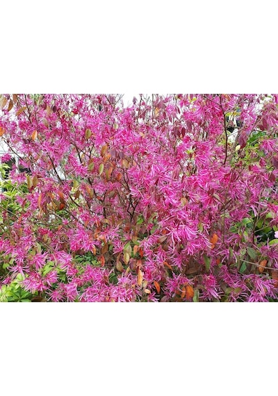Loropetalum 5 Adet