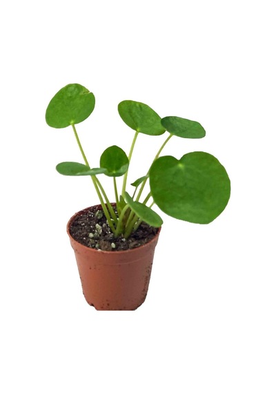 Çin Para Çiçeği Çin Para Bitkisi 10-20 Cm Pilea Peperomioides
