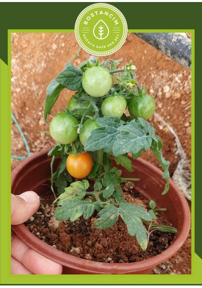 Bodur Cherry Domates Tohumu 30 Adet