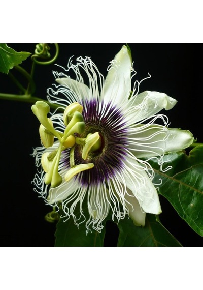 Tüplü Pasiflora Edulis Maruçya Fidanı