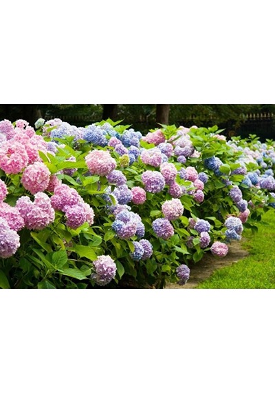 Ortanca Fidanı, 2 Adet, 40-60 Cm, Saksıda