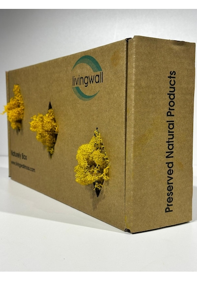 Reindermoss Şoklanmış Norveç Yosunu Terarium Yosunu Sarı 500 Gr.