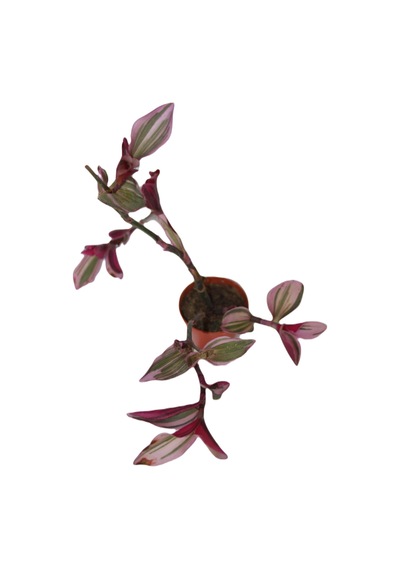 Telgraf Çiçeği Tradescantia Pendula Tekli 5.5 Cm Saksıda