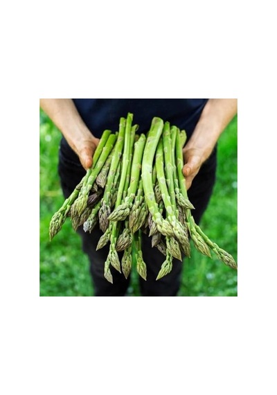Geleneksel Asparagus Kuşkonmaz Tohumu, 20 Tohumluk Paket