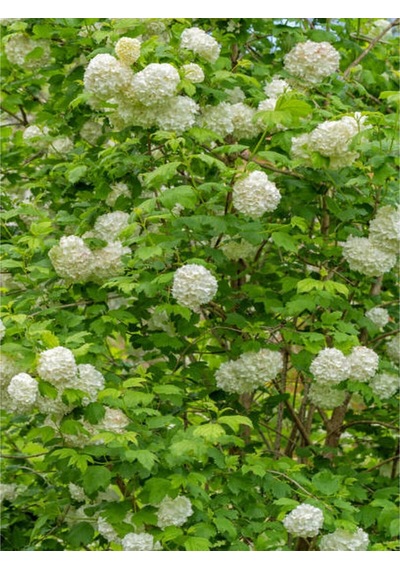 Videolu Kar Topu Çiçeği Fidanı 35 60 Cm 1 Adet Saksılı Dış Mekan Bitkisi Viburnum Opulus