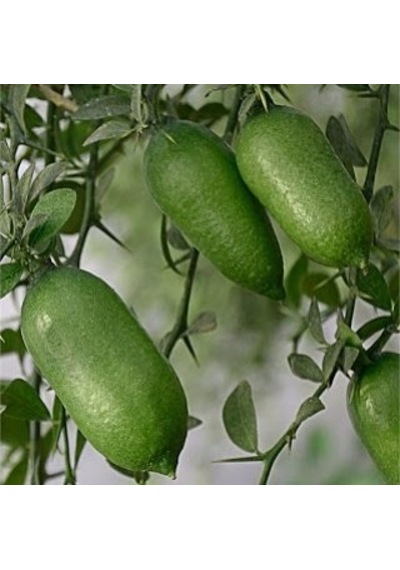 5 Yaş Aşılı Finger. Parmak. Havyar Limon Fidanı. Torbada