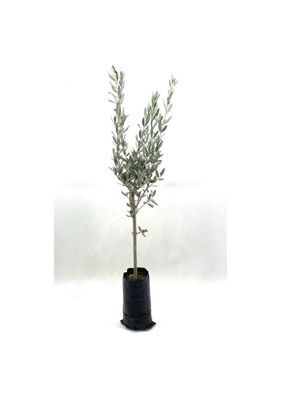 Zeytin Fidanı Gemlik Sofralık Zeytin 2 Yaş 70-80 Cm