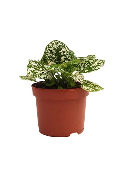 Hypoestes Hostes Çiçeği Çilli Beyaz 10-20 Cm