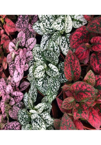3 Renk Tek Saksıda 1 Adet Hypoestes Bitkisi 20-40cm Saksılı Polka Dot Plant