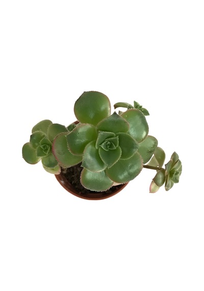 Aeonium Kiwi (Sukulent) Ø5,5 CM Y0-10 CM
