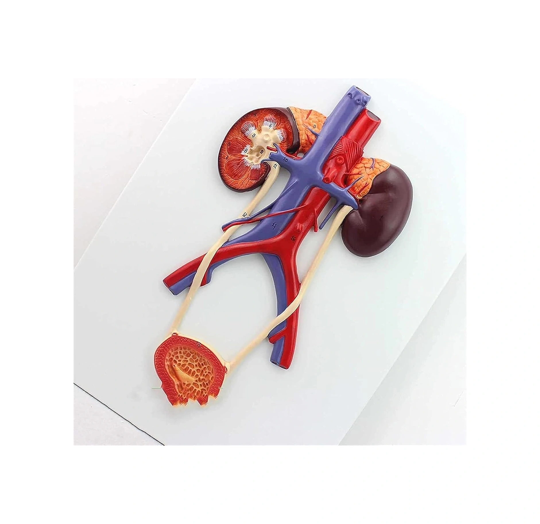 Üriner Sistem Modeli Üreteral Üretra Modeli Böbrek Anatomisi Modeli Eğitim İçin