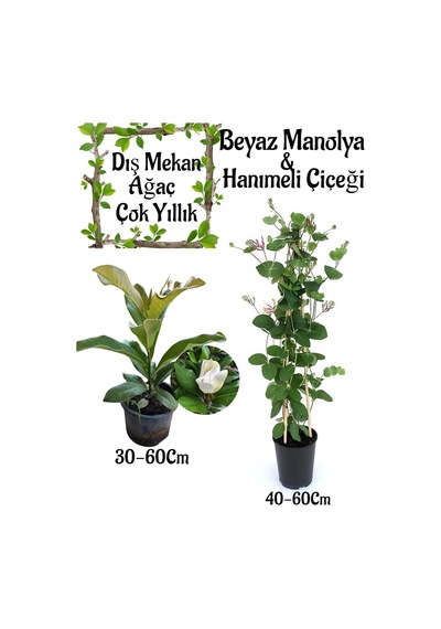 Kokulu Manolya Ağacı 1 Adet Saksılı+ Kokulu Hanımeli Çiçeği1 Adet Saksılı Bahçe Seti