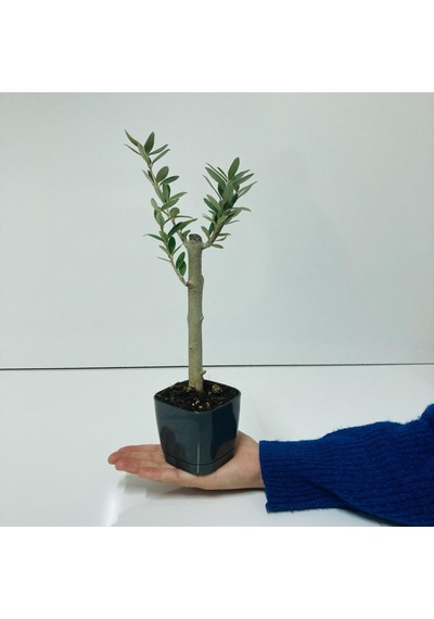 Siyah Lüx Saksıda Bonsaiye Uygun Zeytin Fidanı
