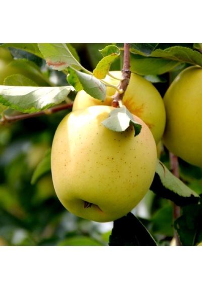 Aşılı Golden Delicious Elma Fidanı 3 Yaş
