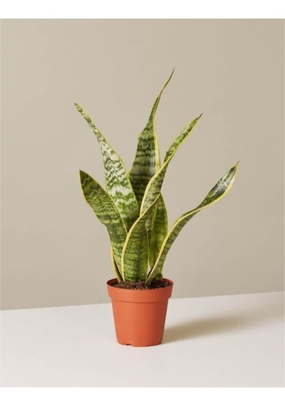 Sansevieria Laurentii Superba Bodur Paşa Kılıcı Kılıç Çiçeği
