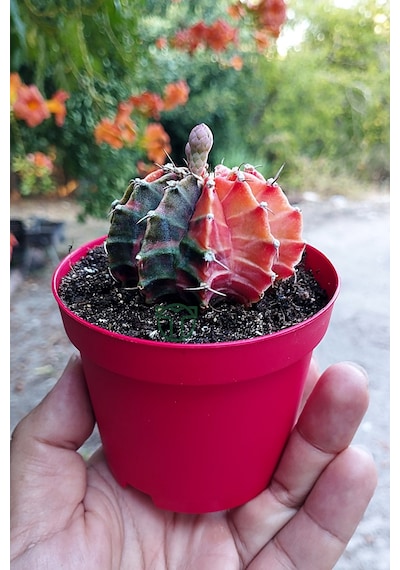 Gymnocalycium Mihanovichii Variegata Köklü Çok Renkli