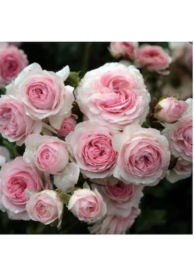 Pembe Beyaz Sarmaşık Gül Fidanı 5 Adet 10-20 Cm