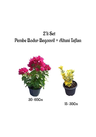 Pembe Renk Bodur Begonvil Çiçeği Fidanı+ Altuni Taflan Çit Bitkisi Saksılı Bahçe Bitkileri