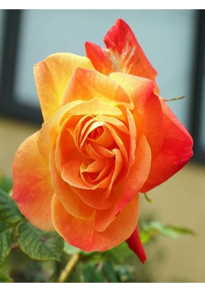 Videolu Koyu Somon Rengi Gül Fidanı Aşılı Saksılı 2 Adet 50-70cm Dış Mekan Salmon Roses