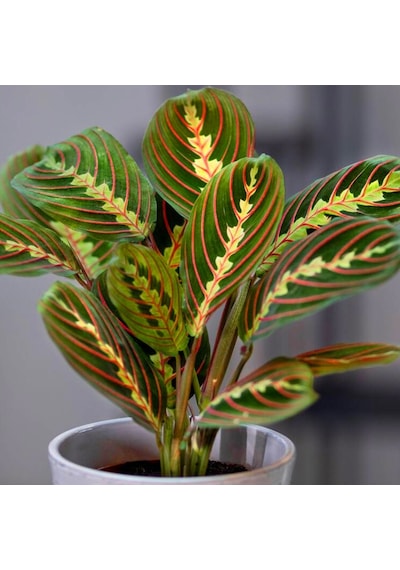 Dua Çiçeği – Maranta Leuconeura