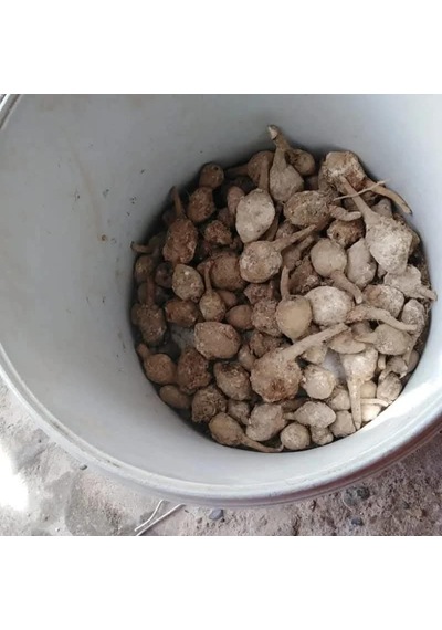 Moryo Yumru Salep Tohumu 1 Kg