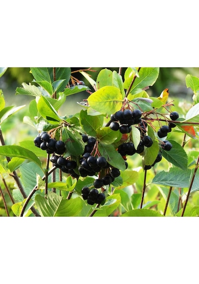 Bahçevilya 2 Yaşında Tüplü Aronya Aronia Melanocarpa Fidanı