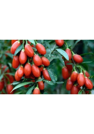 10 Adet Goji Berry Tohumu Kurt Üzümü Tohumu + Tohum