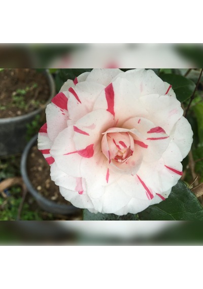Kamelya Kırmızı Beyaz 3 Renk Açar 50-80 Cm Özel Ürün