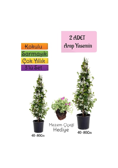 Kokulu 2 Adet Arap Yasemini Fidanı Saksılı+mezem Çiçeği 3'lü Peyzaj Seti