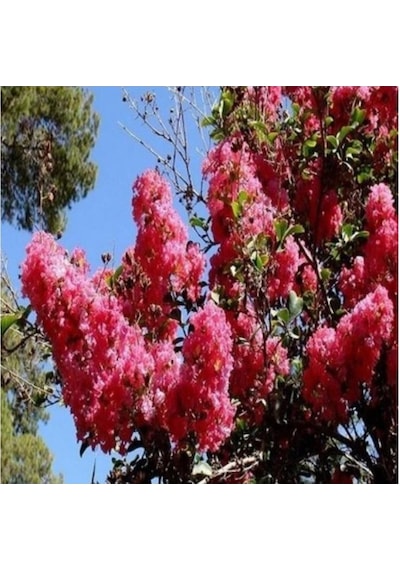 Kırmızı Oya Çiçeği Fidanı 20-40 Cm