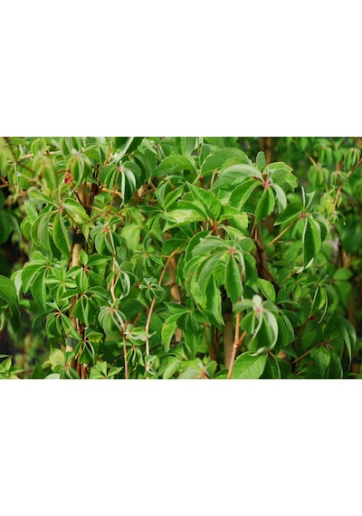 Amerikan Sarmaşığı Parthenocissus Quinquefolia
