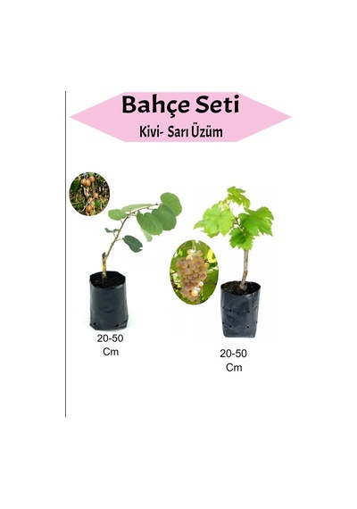2'li Set Kivi+ Sarı Üzüm Fidesi