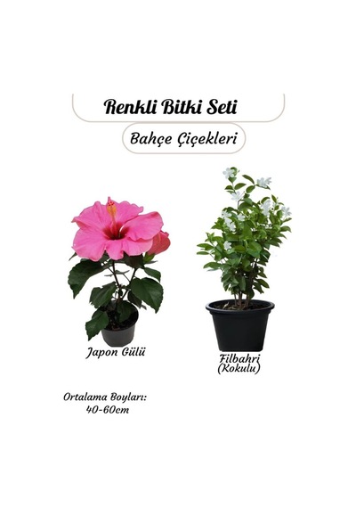 Japon Gülü Pembe Ve Filbahri Saksılı, Çiçekli, Bahçeye Uygun 2 Li Paket