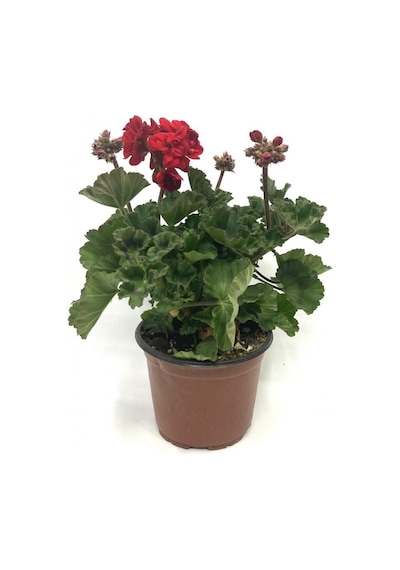 Sardunya Çiçeği Saksı'da Pelargonium Kırmızı Renk 10-20 Cm