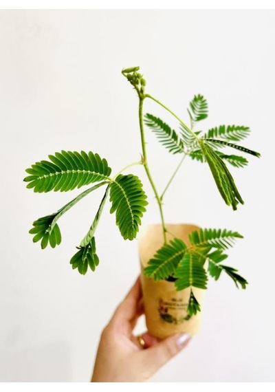 Mimosa Pudica Küstüm Çiçeği Canlı Bitki 10-20 Cm